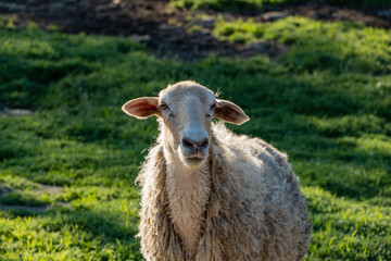 Sheep with thick woolly coat stands in lush green field and it gazes directly at camera under soft sunlight.