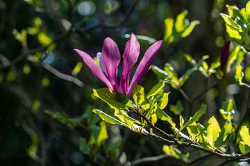 Bright pink Magnolia Susan  blossom with vibrant green leaves, basking in sunlight amidst lush, blurred background.