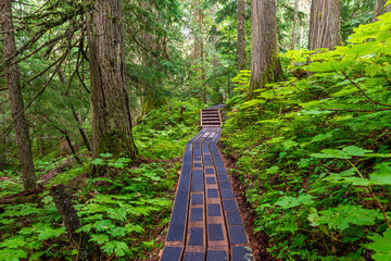 Western red cedars boardwalk path in Chun T’oh Whudujut Ancient Forest provincial park of the Lheidli T’enneh first nation natives, Prince George, British Columbia, Canada.