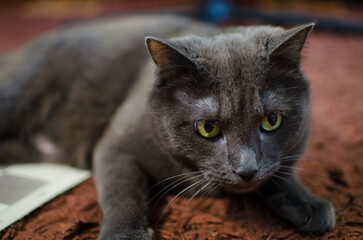 A beautiful gray cat lying on a brown carpet in a room