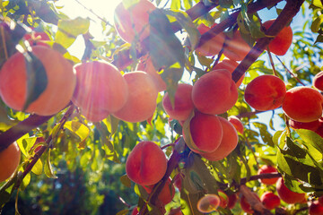 Peaches on a branch in the garden. Nature background. Harvest of ripe peaches