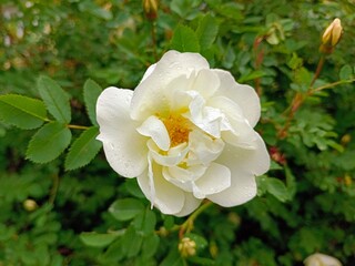White rose with water drops on the petals, close-up