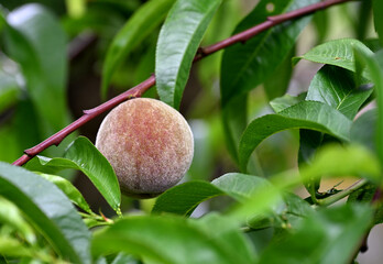 Close-up of a ripe peach hanging from a tree branch, surrounded by lush green leaves. The natural texture and soft colors highlight the freshness of the fruit, symbolizing summer and organic gardening