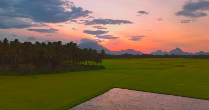 Beautiful Landscape Growing Paddy Rice Field With Mountain And Blue Sky Background In Nagercoil