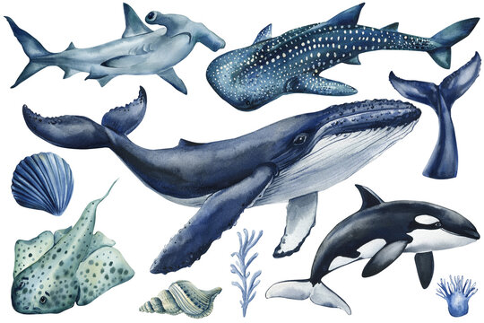 Watercolor whale shark orca and hammerhead with ocean shells and coral sea life clipart on white background