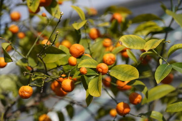 Citrus aurantifolia ,PhilippinevRed Lime, Rutaceae family. Hanover Berggarten, Germany.