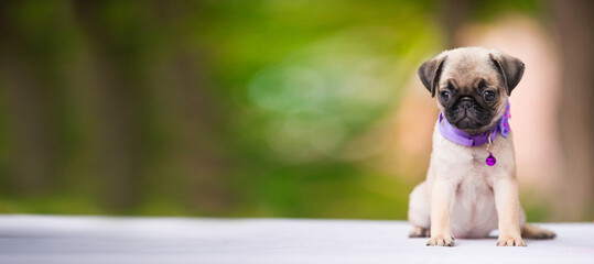 Cute fawn pug puppy sits on the background of nature in a lilac collar, empty space of the banner. Concept of veterinary medicine, pet care and advertising.