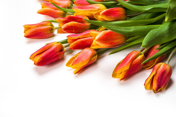 Bouquet of red tulips on a white background. Copy space