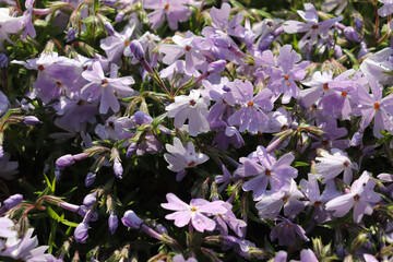 A flower field in early summer.