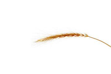 Fototapeta premium Wheat grain golden spike isolated on transparent background