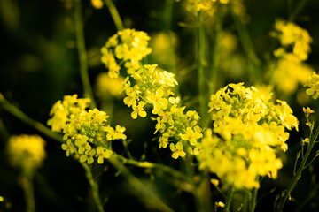 Rapeseed yellow flowers in spring