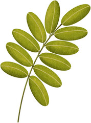 green leaves,leaves,leaf,green leaf,clover leaves,palm,clover,summer leaf element,palm leaf,summer leaves,summer leaf,nature,plants,tropical leaf,floral,acacia leaves,oak tree,maple