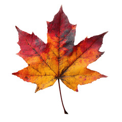 Fototapeta premium Autumn Leaf Beauty A Display of Colors