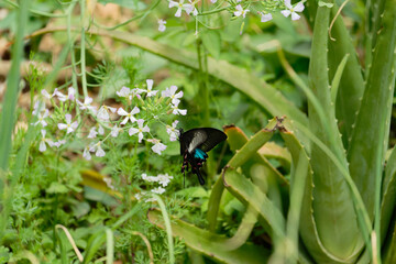Paris peacock butterfly on raphanus caudatus (rat-tail radish)