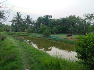Rural Landscape with Cattle Grazing Near a Pond in Tropical Countryside