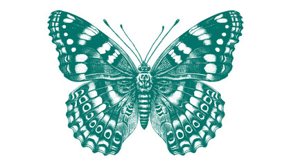 Fototapeta premium Admiral Butterfly vector