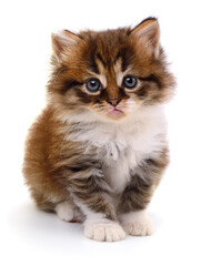 Kitten on white background.