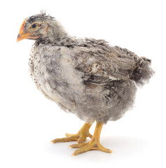 Grey hen isolated.