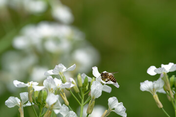 Honeybee on raphanus caudatus (rat-tail radish)	