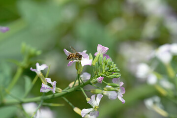 honeybee, raphanus caudatus, at-tail radish, flower, nature, spring, white, plant, garden, bloom,...