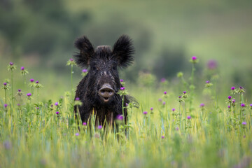 Portrait of a wild boar female between the purple flowers, Smiling wild boar with picked ears in...