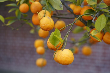 Citrus x aurantium, Chinotto – Group, Rutaceae family. Hanover Berggarten, Germany.