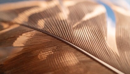 Sparrow Feather in Cold Air