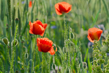 poppy blossom in the agricultural field close-up