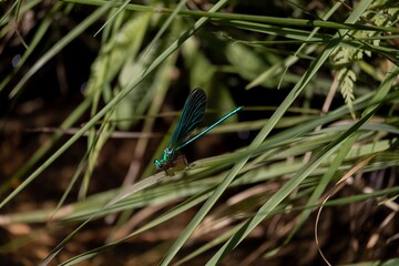 dragonfly on a green grass