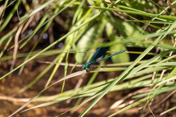 blue dragonfly on a green leaf