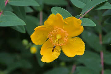 ホソヒラタアブがとまっているキンシバイ