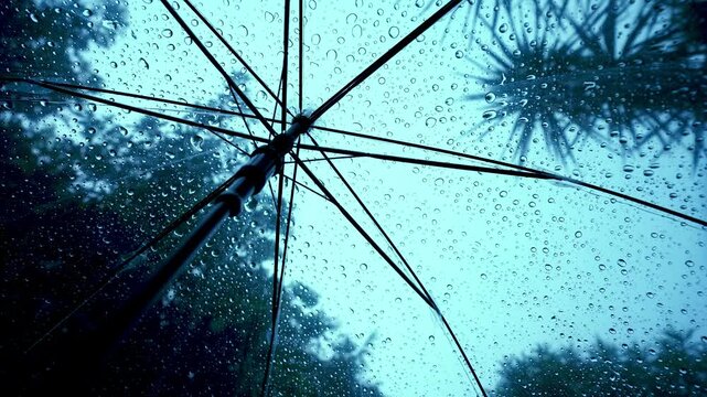 Raindrops fall on clear umbrellas under a dry tree branch and a heavy rain thunderstorm.