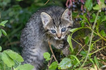 cat in the grass