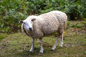 Obraz premium sheep on a meadow