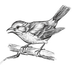 Hand-drawn birds sketch png. Pencil drawing of various birds in vintage engraved style. Perfect for nature-themed designs, educational materials, posters, vintage packaging, and more. Isolated