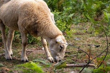 sheep in the mountains