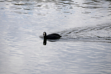 duck on the water