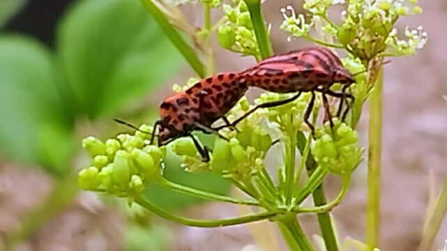 Graphosomes d'Italie ou punaise arlequin dans la campagne