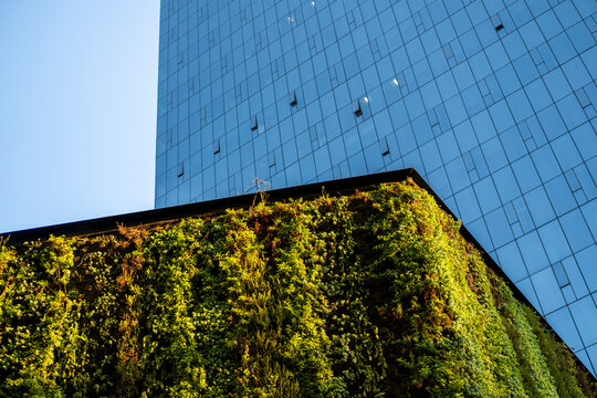 Vertical garden covering building facade with glass tower backdrop in Mexico City, modern ecological architecture and clean copy space background