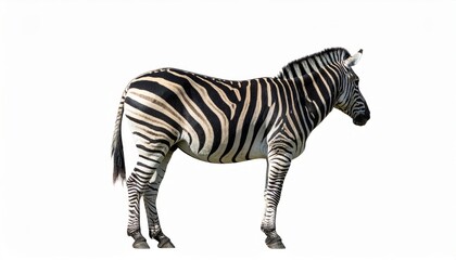 Fototapeta premium African zebra over white background, no shadow