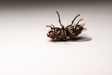 Sarcophaga carnaria