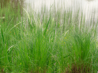 Long green grasses and horsetails grow densely along the riverbank, the soft light highlighting the natural texture and peaceful mood.