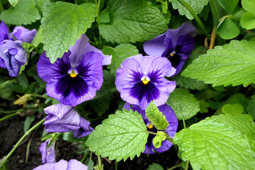 Violet flowers in the garden - pansy