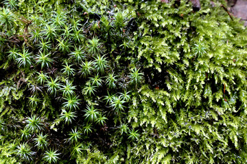 Green moss on a stone - nature background