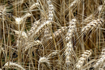 Ears of grain in field