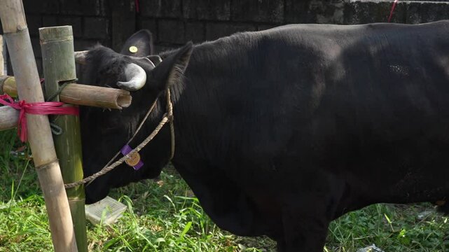 A dark-skinned cow is tied to a bamboo pole for sacrifice or qurban.