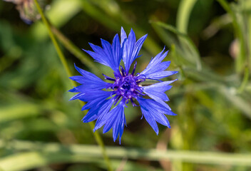 Close-up of a Cornflower (Centaurea cyanus) flower