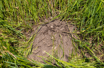 An anthill dug by a bear