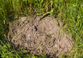 An anthill that was dug up by the bear