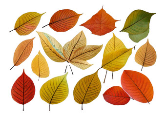 Obraz premium Autumn Leaves Collection isolated on transparent or white background